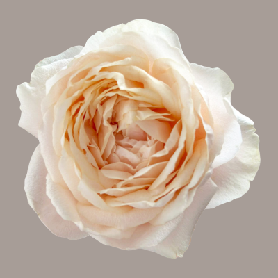 Wabara Tsumugi Ulala Garden Rose