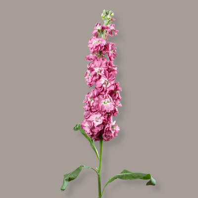 Vintage Mauve Stock