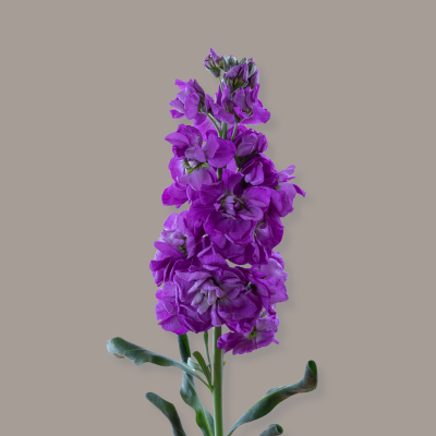 Purple Stock