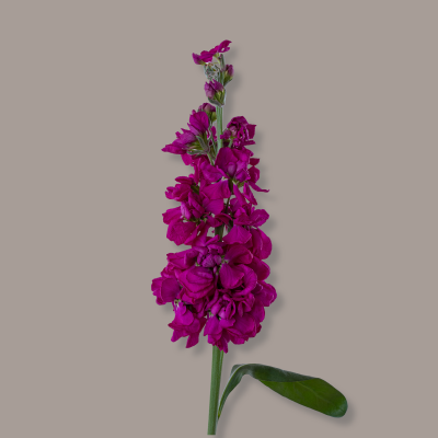 Hot Pink Stock