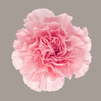 Doncel Carnation