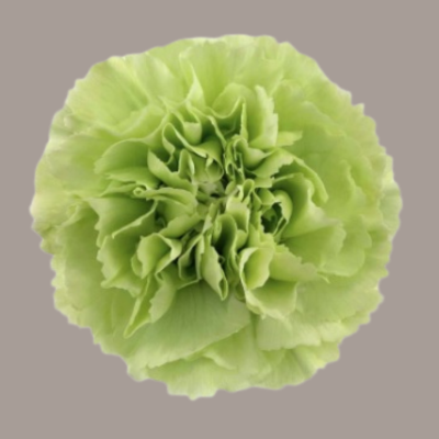 Green Shot Carnation