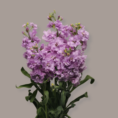 Lavender Stock