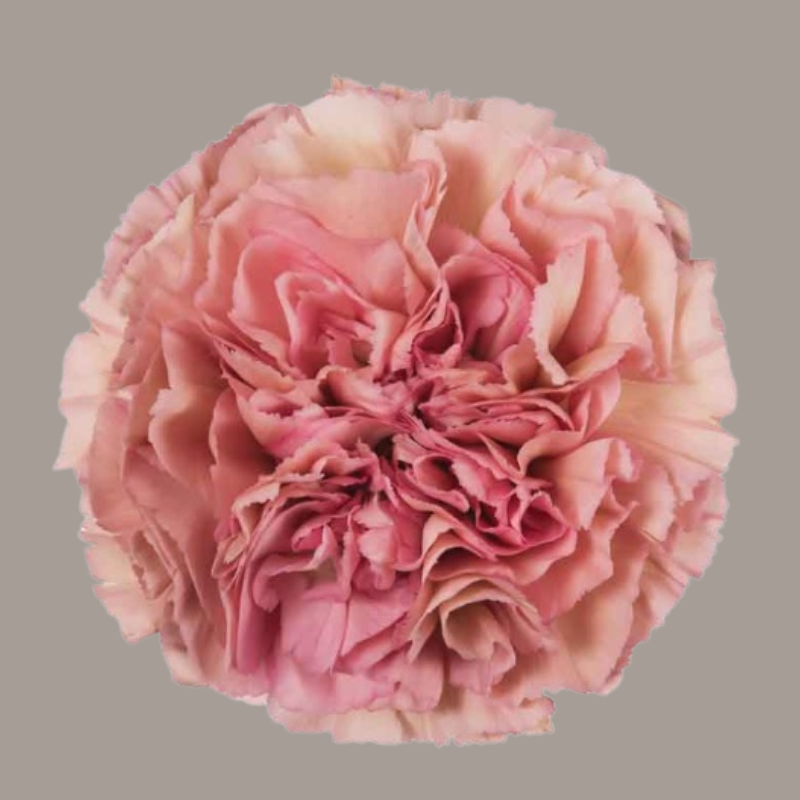 Lege Pink Carnation