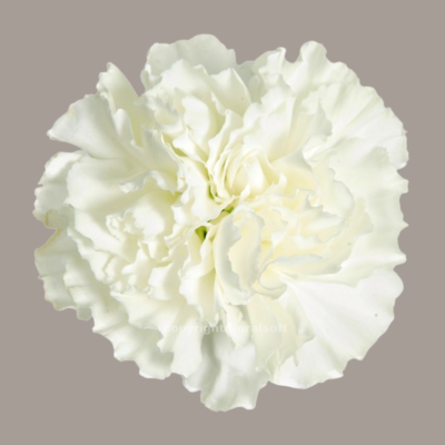 Moon Light Carnation