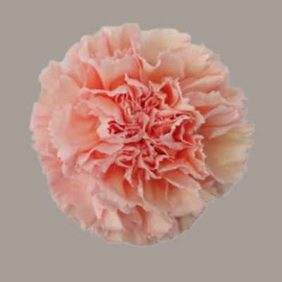 Peach Mambo Carnation