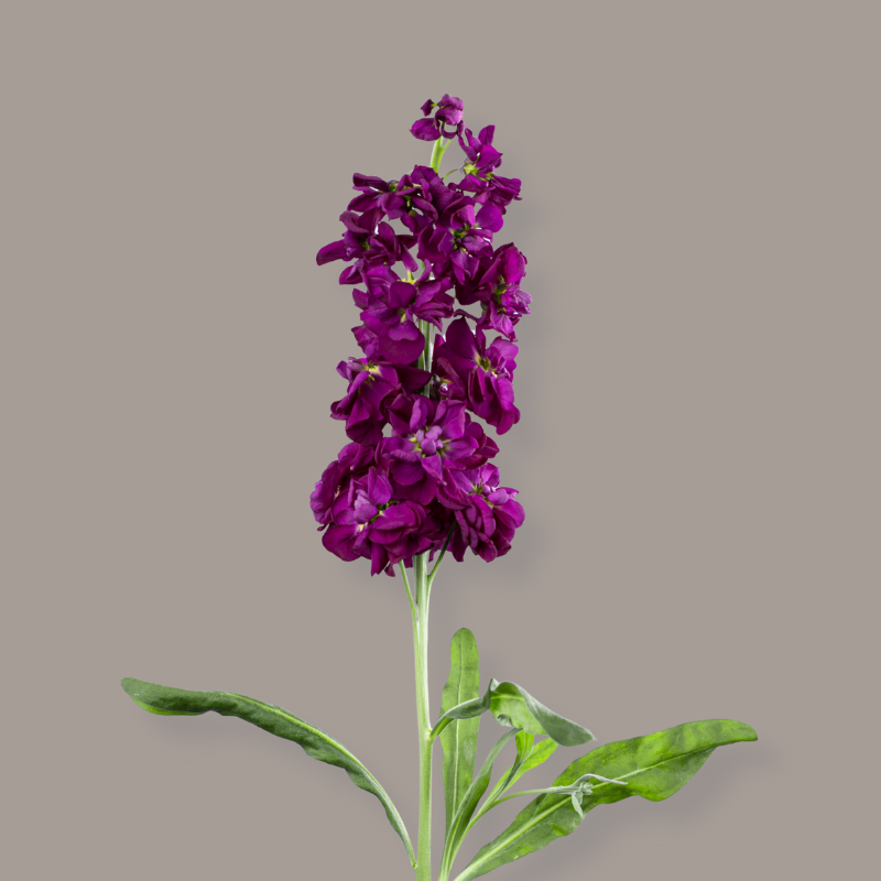 Dark Purple Stock