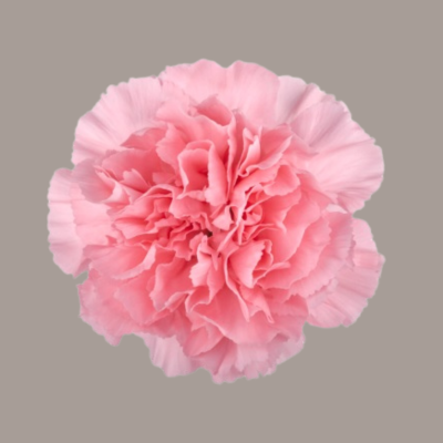 Verona Carnation