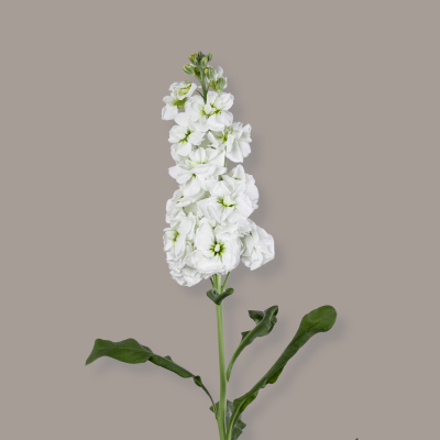 White Stock