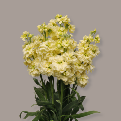 Yellow Stock