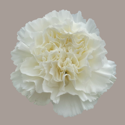 Antartida Carnation