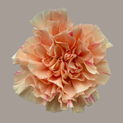 Apple Tea Carnation