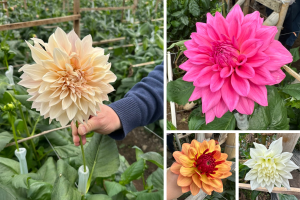 Collage of Dahlias at the Farm