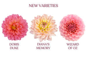 Individual Photos of Doris Duke, Diana's Memory and Wizard of Oz Dahlia Varieties